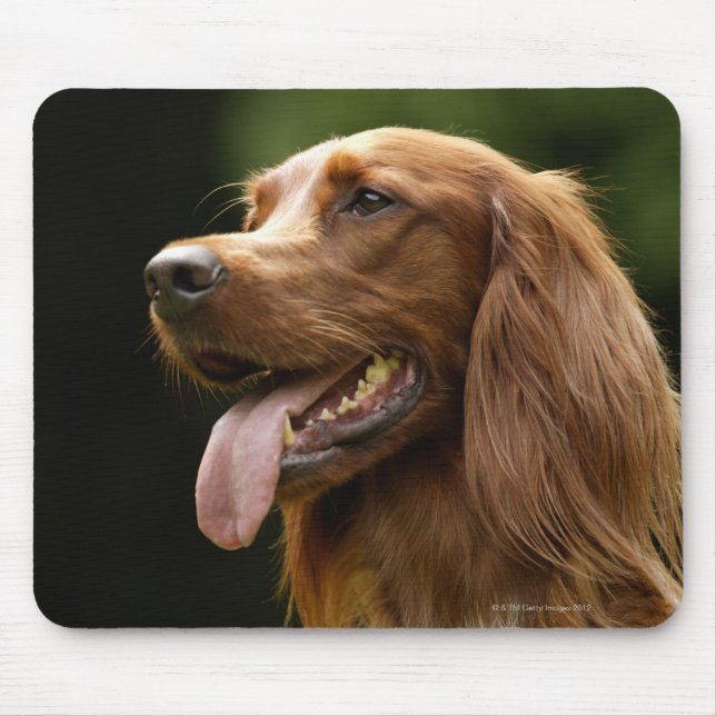 Irish Setter 2 Musmatta (Framsidan)