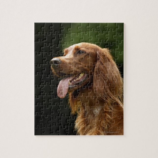 Irish Setter 2 Pussel (Vertikal)