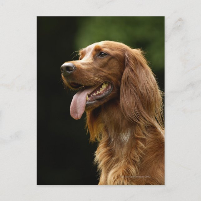 Irish Setter 2 Vykort (Framsida)