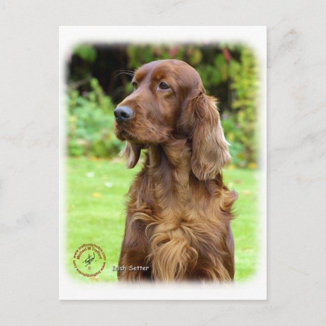 Irish Setter 9T004D-286 Vykort (Framsida)
