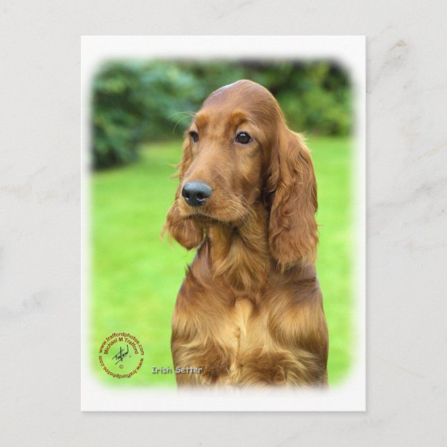 Irish Setter 9T004D-349 Vykort (Framsida)