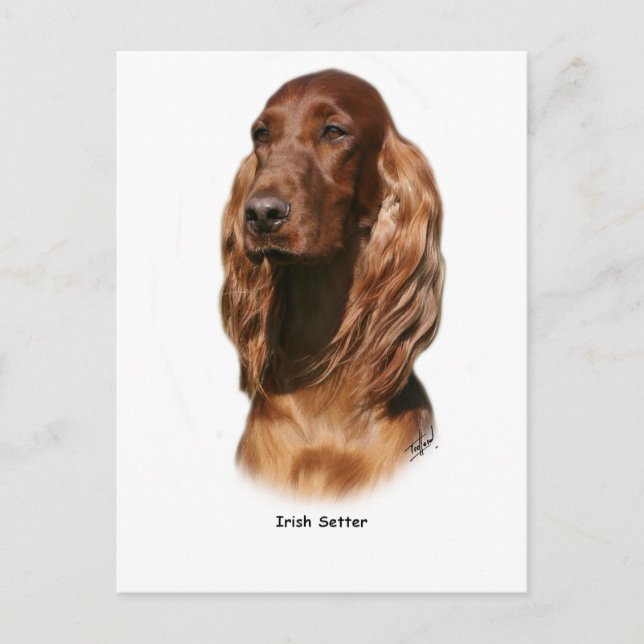 Irish Setter 9Y322D-116 Vykort (Framsida)