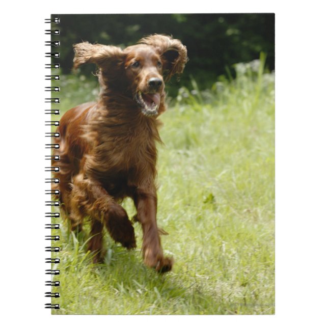 Irish Setter Anteckningsbok Med Spiral (Framsidan)