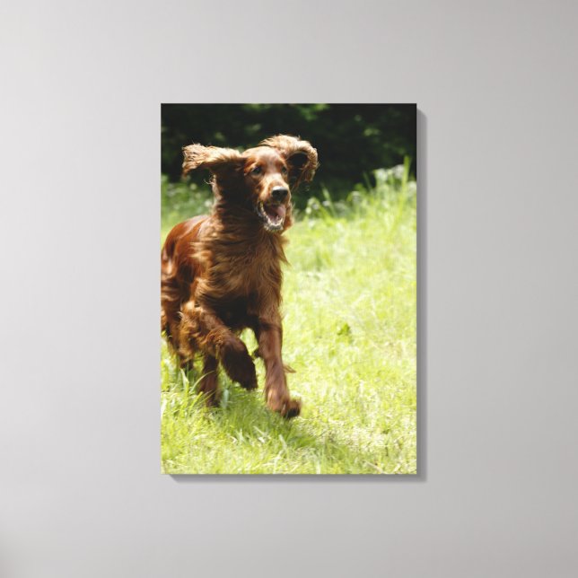 Irish Setter Canvastryck (Framsida)
