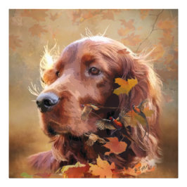 Irish Setter Fototryck