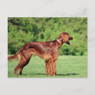 irish-setter-fullt 2.png vykort