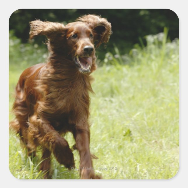 Irish Setter Fyrkantigt Klistermärke (Framsida)