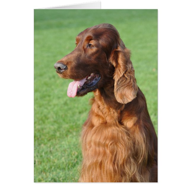 Irish Setter Hälsningskort (Framsidan)