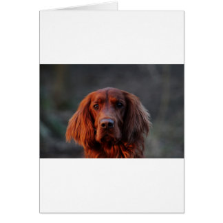 Irish Setter Hälsningskort
