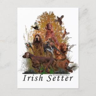 Irish Setter Helg Vykort