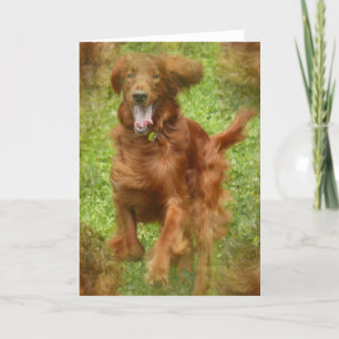 Irish Setter Hund Greeting Card Kort
