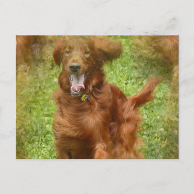 Irish Setter Hund vykort (Framsida)