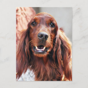 Irish Setter Hund Vykort