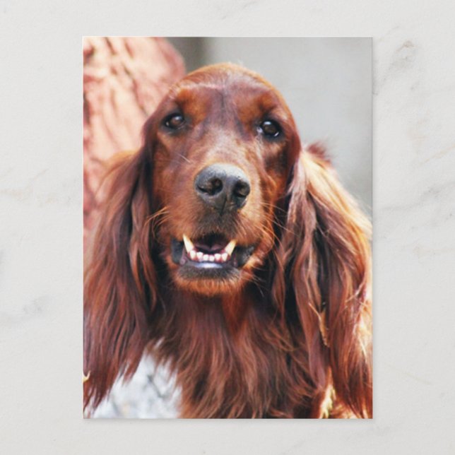 Irish Setter Hund Vykort (Framsida)