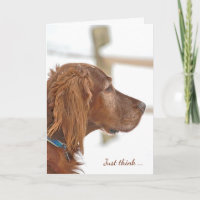 Irish Setter in snö for vänskap