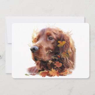 Irish Setter Inbjudningar