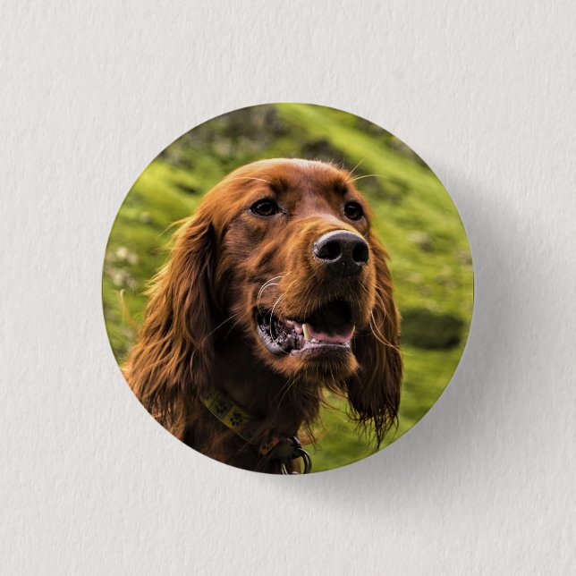 Irish Setter Knapp (Framsida)