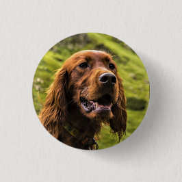 Irish Setter Knapp