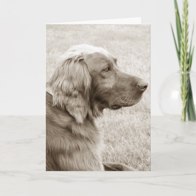 Irish Setter Kort (Framsida)