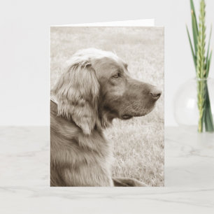 Irish Setter Kort