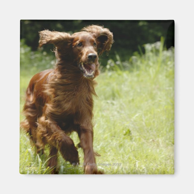 Irish Setter Magnet (Framsidan)