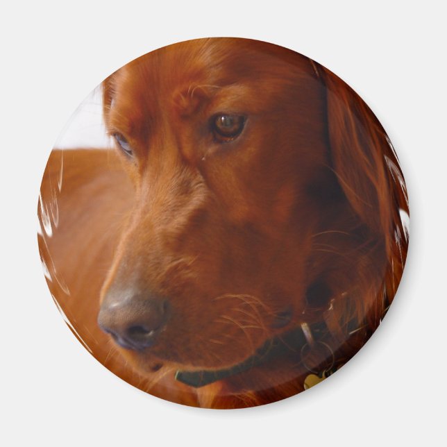 Irish Setter Magnet (Framsidan)