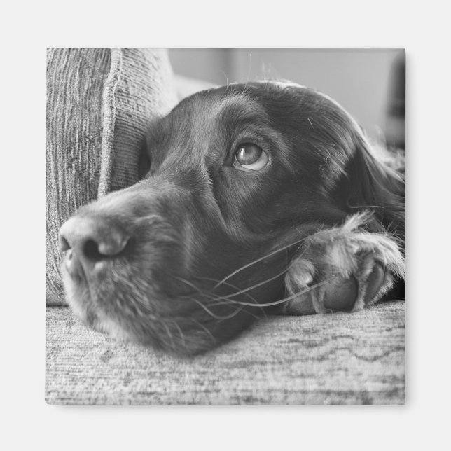 Irish Setter Magnet (Framsidan)