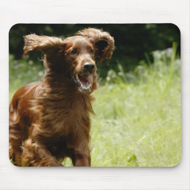 Irish Setter Musmatta (Framsidan)