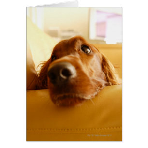 Irish Setter on soffa Hälsningskort