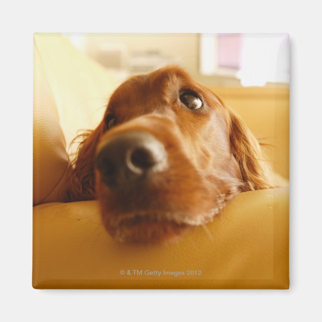 Irish Setter on soffa Magnet (Framsidan)