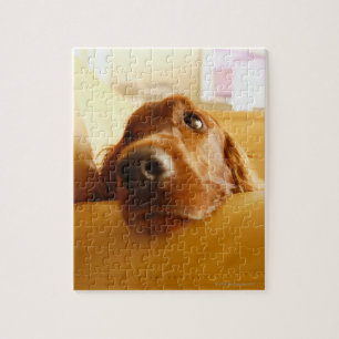 Irish Setter on soffa Pussel