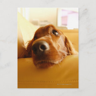 Irish Setter on soffa Vykort