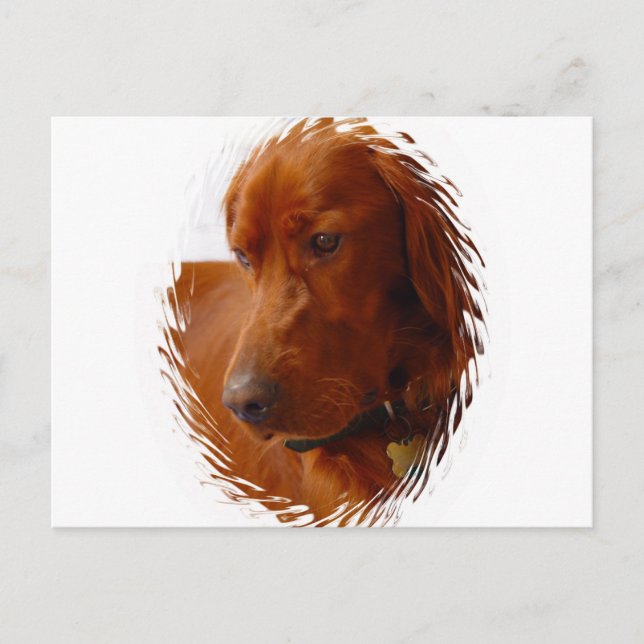Irish Setter Postcard Vykort (Framsida)