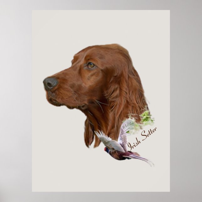 Irish Setter Poster (Framsidan)