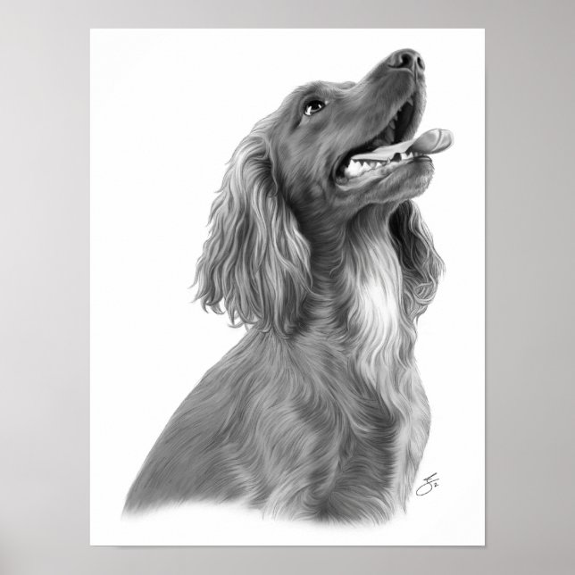 Irish Setter Poster (Framsidan)