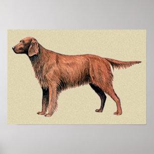 Irish setter poster