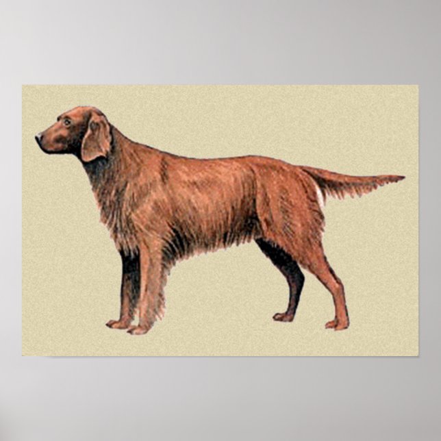 Irish setter poster (Framsidan)