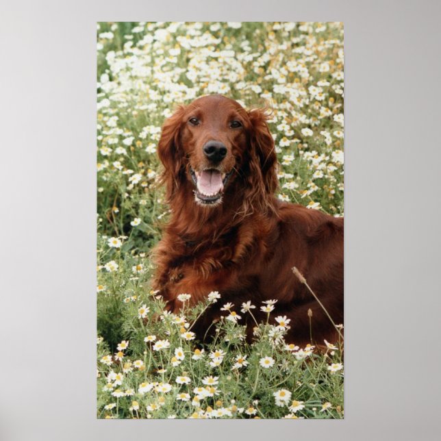 Irish Setter Poster (Framsidan)