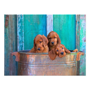 Irish Setter Puppies Fototryck
