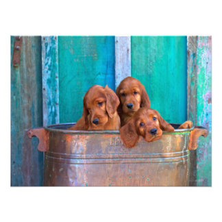 Irish Setter Puppies Fototryck