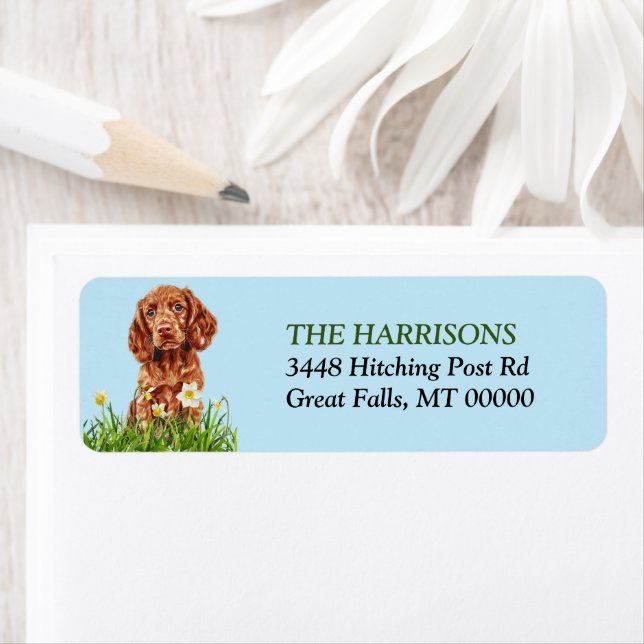 Irish Setter Puppy Daffodil Garden Returadress Returadress Etikett (Insitu)
