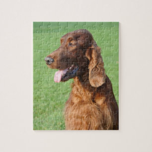 Irish Setter Pussel
