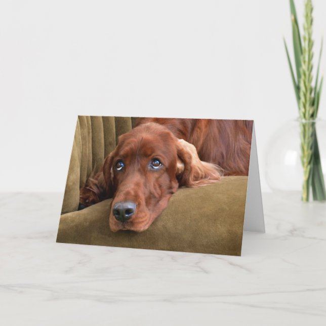Irish Setter - Sophie Gazing Kort (Framsida)