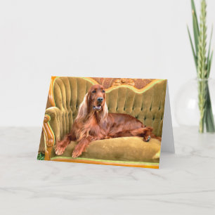 Irish Setter Sophie Kort