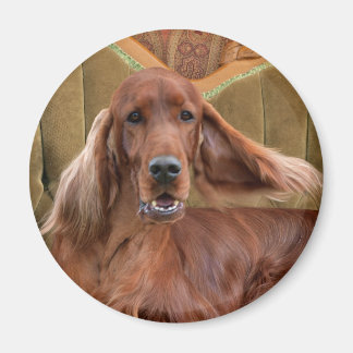Irish setter, Sophie Magnet