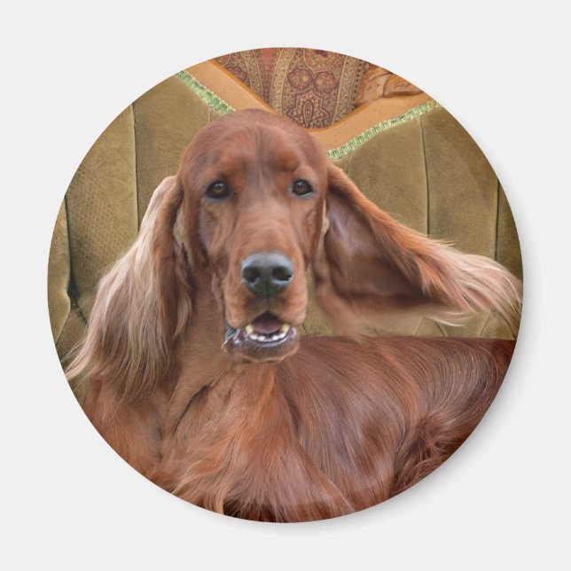 Irish setter, Sophie Magnet (Framsidan)