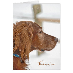 Irish Setter tänker på dig Hälsningskort