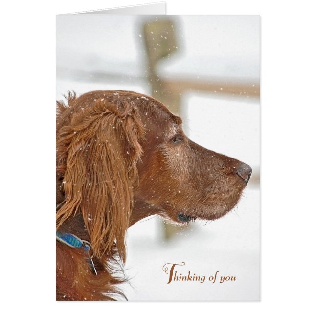 Irish Setter tänker på dig Hälsningskort (Framsidan)
