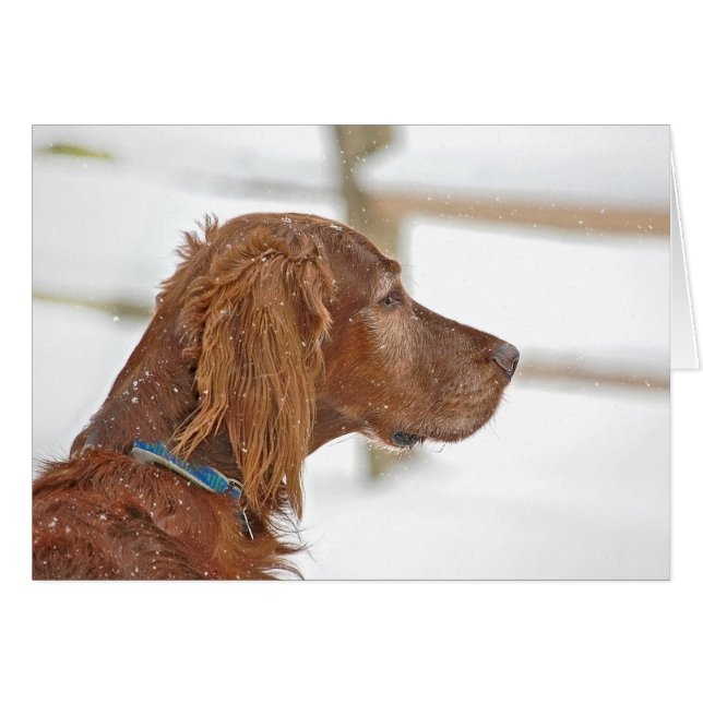 Irish Setter tänker på dig Hälsningskort (Framsidan Horizontal)