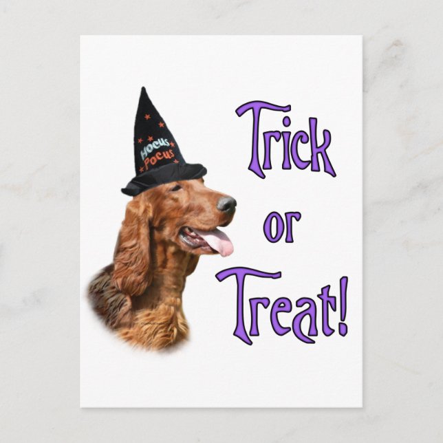 Irish Setter Trick Vykort (Framsida)